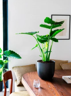 Best Everydays by Blumentopf D 12 cm H 11 cm schwarz matt Blumentöpfe|Blumentöpfe & Pflanzgefäße