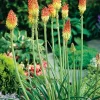 Sale Fackellilie (Kniphofia uvaria) Blühende Pflanzen|Mehrjährige Pflanzen