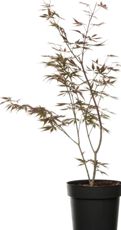 Sale Fächer-Ahorn (Acer palmatum 'Trompenburg') D 19 H 40 cm Winterharte Pflanzen|Ahorn