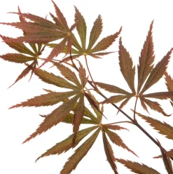 Sale Fächer-Ahorn (Acer palmatum 'Trompenburg') D 19 H 40 cm Winterharte Pflanzen|Ahorn