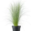 Federgras (Stipa tenuissima 'Pony Tails') D 17 H 35 cm Winterharte Pflanzen|Mehrjährige Pflanzen
