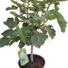 Sale Feige (Ficus carica) D 25 H 70 cm Obstbäume & -Sträucher|Obstbäume & -Sträucher