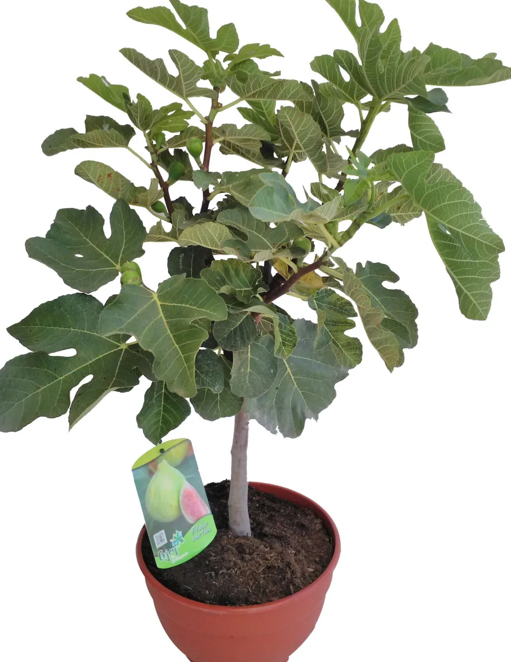 Sale Feige (Ficus carica) D 25 H 70 cm Obstbäume & -Sträucher|Obstbäume & -Sträucher