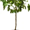 Online Feige Stämmchen (Ficus carica) D 32 H 140 cm Obstbäume & -Sträucher|Obstbäume & -Sträucher