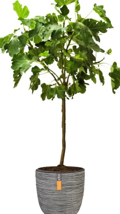Online Feige Stämmchen (Ficus carica) D 32 H 140 cm Obstbäume & -Sträucher|Obstbäume & -Sträucher