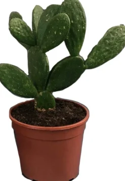 Online Feigenkaktus (Opuntia mycrodasys) D 17 H 30 cm Für Sonne|Kakteen & Sukkulenten