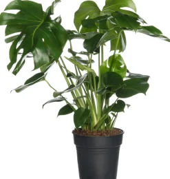 Online Fensterblatt (Monstera deliciosa) D 17 cm H 60 cm Grünpflanzen|Monstera