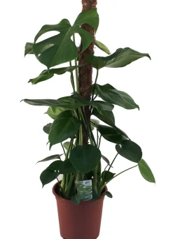 Fensterblatt (Monstera deliciosa) D 19 H 80 cm Grünpflanzen|Monstera