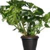 Hot Fensterblatt (Monstera deliciosa) D 35 H 85 cm Grünpflanzen|Monstera