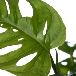 Fensterblatt (Monstera 'Monkey Leaf') D 15 H 30 cm Grünpflanzen|Monstera