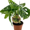 Outlet Fensterblatt (Monstera obliqua) D 6 H 20 cm Kleine Zimmerpflanzen|Grünpflanzen
