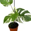 Discount Fensterblatt panaschiert (Monstera deliciosa 'Variegata') D 17 H 60 cm Grünpflanzen|Monstera