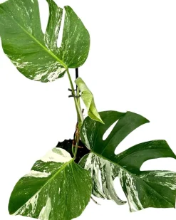 Discount Fensterblatt panaschiert (Monstera deliciosa 'Variegata') D 17 H 60 cm Grünpflanzen|Monstera