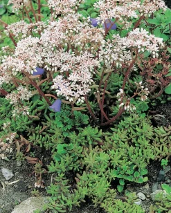 Best Fetthenne (Sedum album) D 9 H 5 cm Mehrjährige Pflanzen|Fetthenne