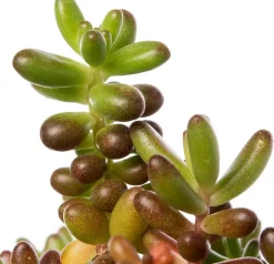 Best Fetthenne (Sedum album) D 9 H 5 cm Mehrjährige Pflanzen|Fetthenne