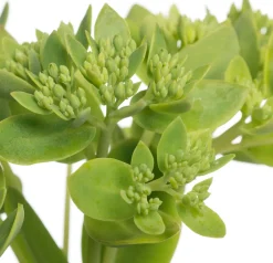 Discount Fetthenne (Sedum hybrida 'Herbstfreude') D 11 H 10 cm Blühende Pflanzen|Immergrüne Pflanzen