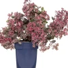 New Fetthenne (Sedum 'Red Sparkle') D 11 H 10 cm Immergrüne Pflanzen|Winterharte Pflanzen