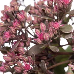 New Fetthenne (Sedum 'Red Sparkle') D 11 H 10 cm Immergrüne Pflanzen|Winterharte Pflanzen