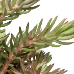 Discount Fetthenne (Sedum reflexum) D 9 H 5 cm Mehrjährige Pflanzen|Fetthenne