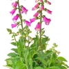 Sale Fingerhut (Digitalis purpurea 'Pink Panther') D 19 H 60 cm Winterharte Pflanzen|Mehrjährige Pflanzen