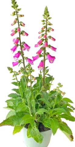 Sale Fingerhut (Digitalis purpurea 'Pink Panther') D 19 H 60 cm Winterharte Pflanzen|Mehrjährige Pflanzen