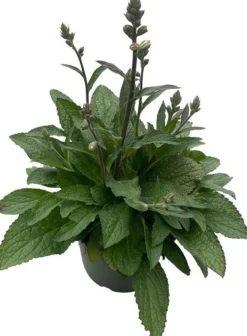 Sale Fingerhut (Digitalis purpurea 'Pink Panther') D 19 H 60 cm Winterharte Pflanzen|Mehrjährige Pflanzen