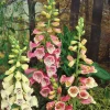 Fingerhut (Digitalis purpurea 'Gloxiniiflora') Blühende Pflanzen|Mehrjährige Pflanzen