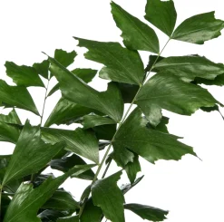 Outlet Fischschwanzpalme (Caryota mitis) D 24 H 130 cm Große Pflanzen|Grünpflanzen