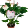 Outlet Flamingoblume (Anthurium andreanum 'Fantasy Love') D 21 H 75 cm Blühende Zimmerpflanzen|Flamingoblumen