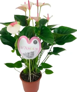 Outlet Flamingoblume (Anthurium andreanum 'Fantasy Love') D 21 H 75 cm Blühende Zimmerpflanzen|Flamingoblumen