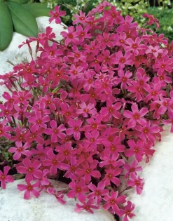 Flammenblume (Phlox atropurpurea) D 9 H 5 cm Mehrjährige Pflanzen|Phlox