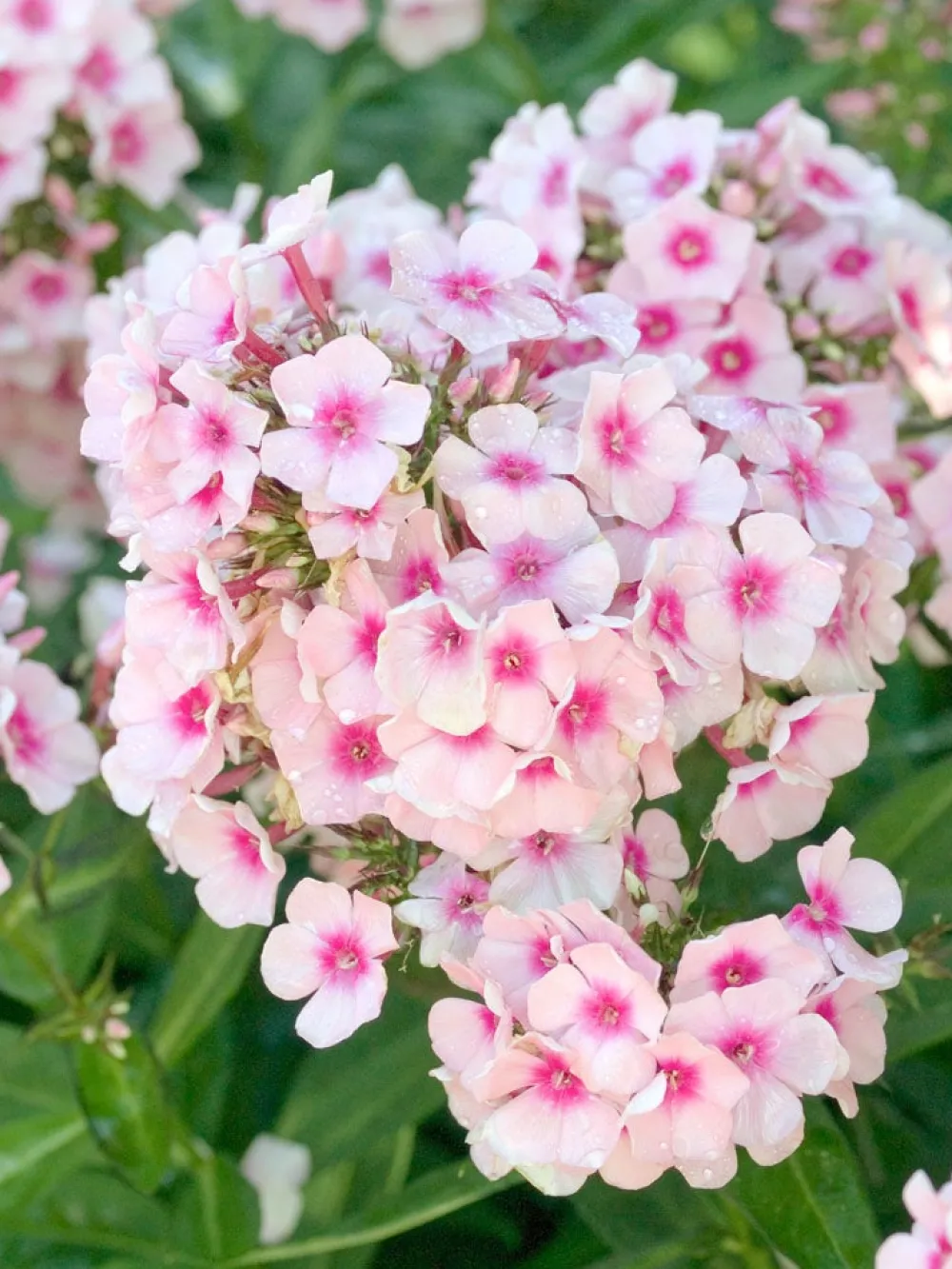 Sale Flammenblume (Phlox paniculata 'Bright Eyes') Mehrjährige Pflanzen|Phlox