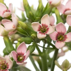 Discount Flammendes Käthchen (Kalanchoë 'Femini Pink') D 14 H 40 cm Für Sonne|Kakteen & Sukkulenten