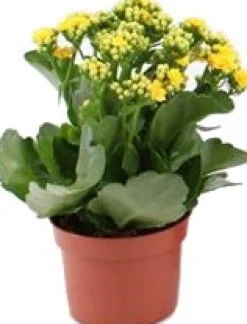 Best Flammendes Käthchen (Kalanchoë blossfeldiana) gelb D 10,5 H 23 cm Kleine Zimmerpflanzen|Für Sonne