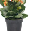 New Flammendes Käthchen (Kalanchoe blossfeldiana) D 10,5 cm H 22 cm Kleine Zimmerpflanzen|Für Sonne