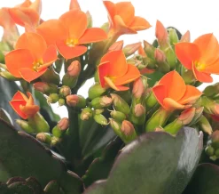 New Flammendes Käthchen (Kalanchoe blossfeldiana) D 10,5 cm H 22 cm Kleine Zimmerpflanzen|Für Sonne