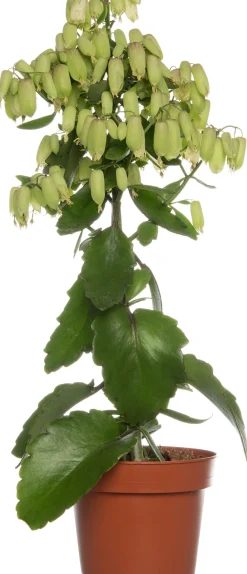 Clearance Flammendes Käthchen (Kalanchoe blossfeldiana 'Magic Bells') Für Sonne|Kakteen & Sukkulenten