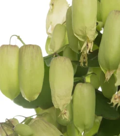 Clearance Flammendes Käthchen (Kalanchoe blossfeldiana 'Magic Bells') Für Sonne|Kakteen & Sukkulenten