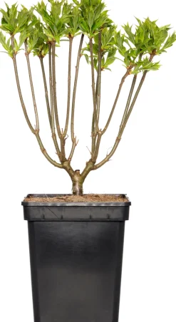 New Flieder (Syringa villosae 'Agnes Smith') D 23 H 30 cm Flieder