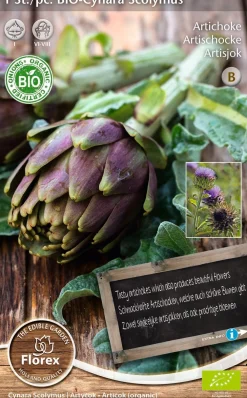 Hot Florex Bio Artischocke (Cynara scolymus) Samen Gemüsesamen|Saatgut