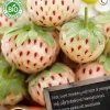 Sale Florex Bio Erdbeere weiß (Fragaria 'Pineberry') Samen Obstsamen|Saatgut