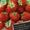 New Florex Bio Himbeer-Erdbeere (Fragaria 'Framberry') Samen 2 St. Obstsamen|Saatgut