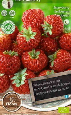 New Florex Bio Himbeer-Erdbeere (Fragaria 'Framberry') Samen 2 St. Obstsamen|Saatgut
