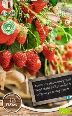 Online Florex Bio Hänge-Erdbeere (Fragaria 'Pendula') Samen 2 St. Obstsamen|Saatgut