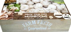 Sale Florex Farm Fresh Champignon Anzucht-Set Gemüsesamen|Saatgut