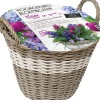 Discount Florex Korb mit 50 Blumenzwiebeln (vorgepflanzt) weiß Blumenzwiebeln Im Topf|Blühende Pflanzen