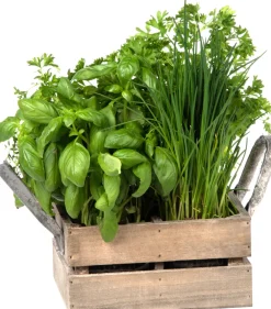 Discount Florex Kräutersamen Box mit 4 Küchenkräutern 18 x 19,5 x 9 cm Kräutersamen|Saatgut