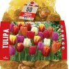 Hot Florex Tulpe (Tulipa 'Triumph') Blumenzwiebeln gemischt 50 St. Frühlings-Blüher|Blumenzwiebeln
