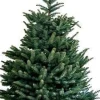 Fraser-Tanne (Abies 'Fraseri') D 26 H 80 cm Echte Weihnachtsbäume
