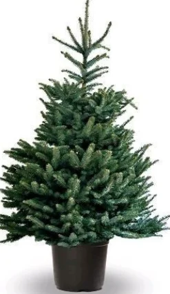 Fraser-Tanne (Abies 'Fraseri') D 26 H 80 cm Echte Weihnachtsbäume
